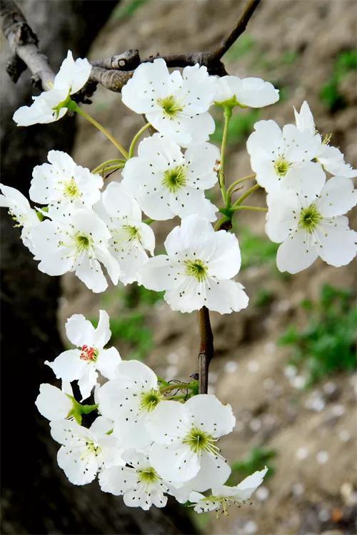 春风绽百花，各种花开放的顺序，你知道吗？