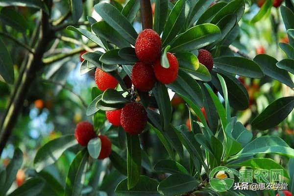 杨梅的种植技术要点及病虫害防治