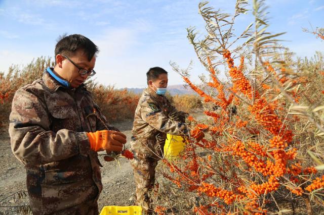 喜人变化看兵团｜新疆生产建设兵团第九师一七〇团：昔日戈壁滩 今日沙棘城