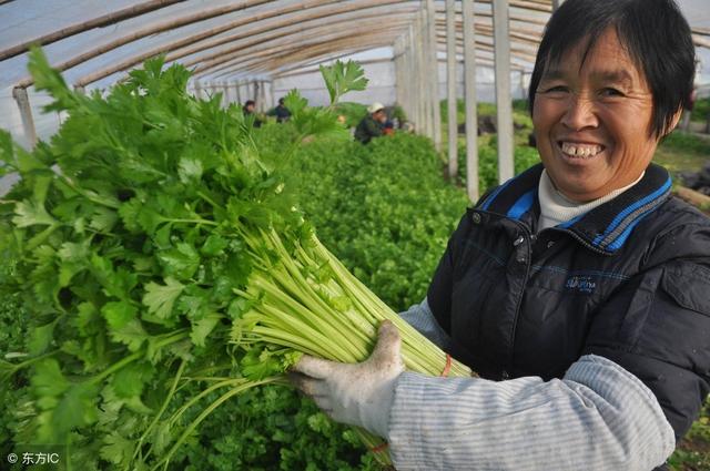 冬天种植芹菜，做好这些管理，产量高价格也不错