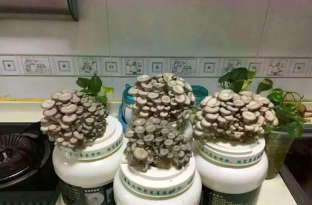 从播种到养护，一文开启你的蘑菇种植路，从今往后欲罢不能