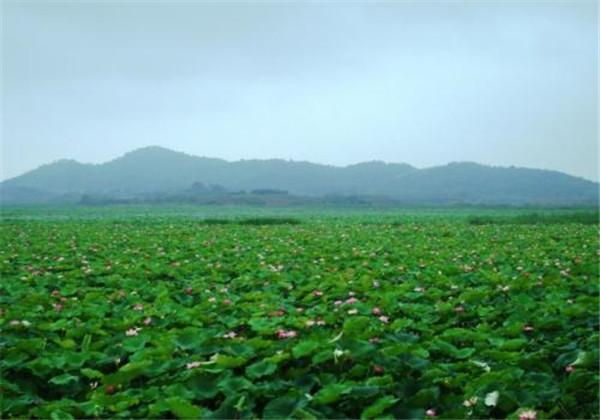 今天来说说湖藕？种植中需要注意什么呢？