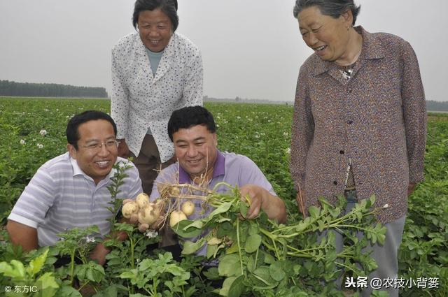 学会这些播种技巧，能让马铃薯出苗更快、出苗更齐、出苗更壮？