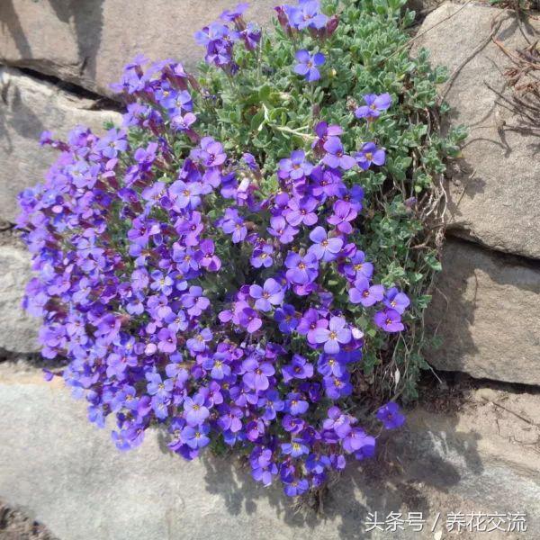 十五种养在院子遮阴环境的多年生花卉，植物杀手也能将它们养开花