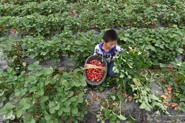 草莓已成农民致富果，可是要想稳赚不赔，种植方法门道多