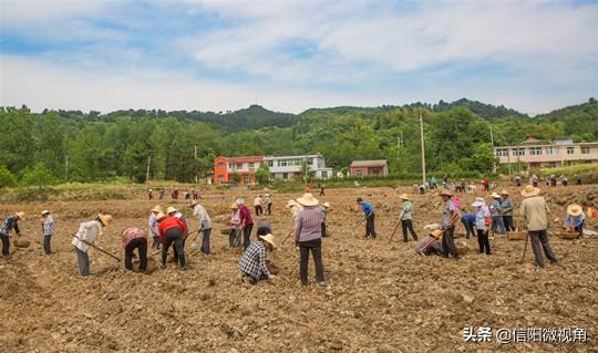 河南新县：抢天夺时，300亩阳荷姜种植忙