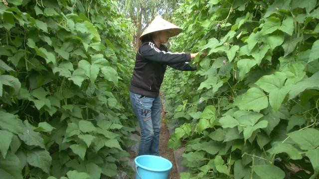 农村这个地方露天种菜，每亩效益竟高达一两万！咋做到的？