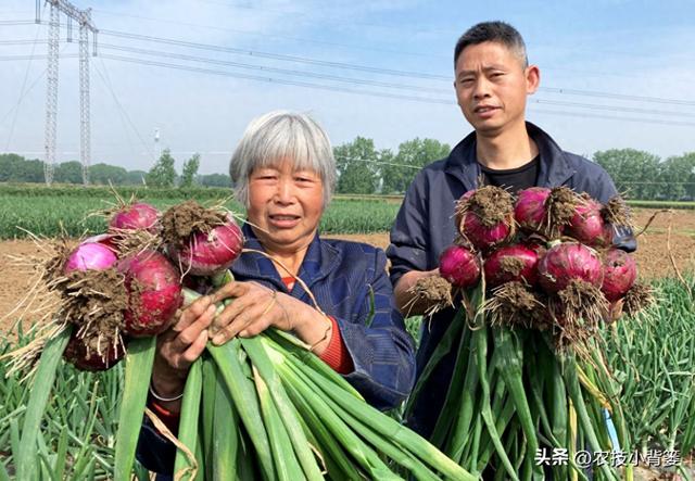 农民怎样才能种出又大又好的洋葱？种植洋葱时注意这5点