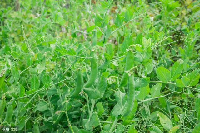 青豌豆种植技术，栽培技术与田间管理，来学习一下！