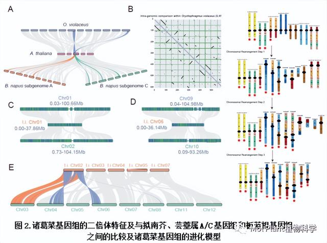 国内两个团队解析二月兰基因组的古多倍化演化和重要性状遗传基础