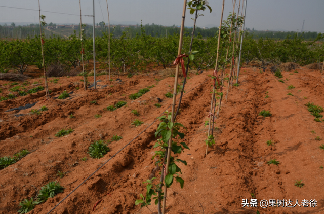 苹果高纺锤形培养有技巧，哪些规范操落实好，才能开花结果早