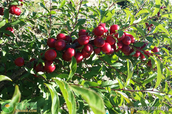 钙果关键种植技术要点