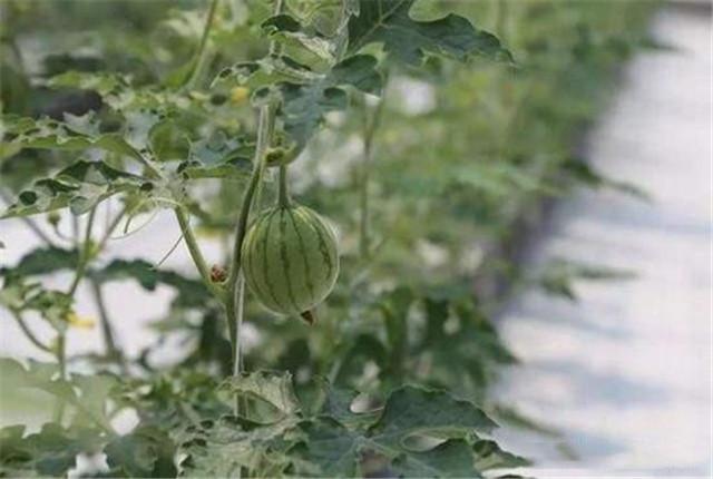 不用土就能种西瓜，西瓜的无土种植技术介绍，提质增量的好方法