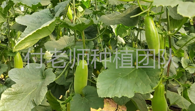 甜瓜高产的种植技巧，采用无土栽培，种植成本低产量高