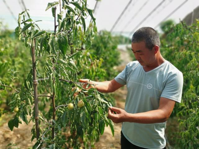 陕西大荔范家镇 小冬枣成就大产业