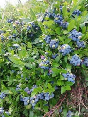 广东蓝莓种植品种(种植蓝莓怎么挑选优良品种？16个蓝莓品种由你自己选)