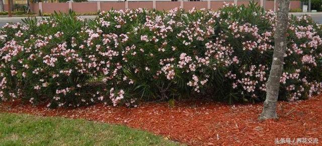 10种适合养在栅栏围墙上的爬藤开花植物，把院子养成一片花海