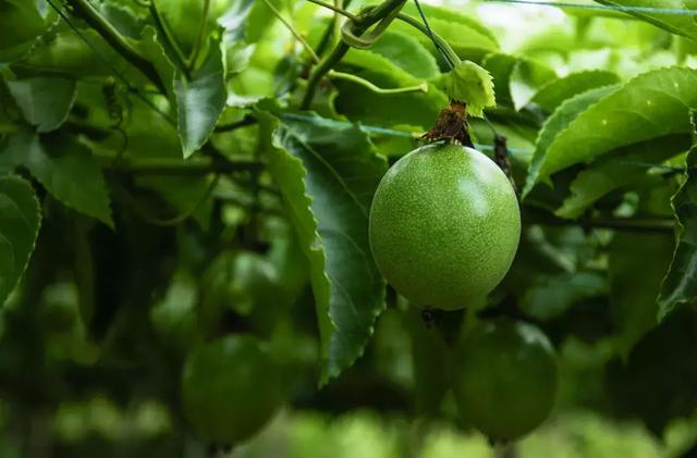 北方能不能种植百香果？百香果大棚栽培技术介绍！