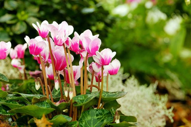 7种开花花卉，适合秋冬季节种，错过栽种时间就别再种了