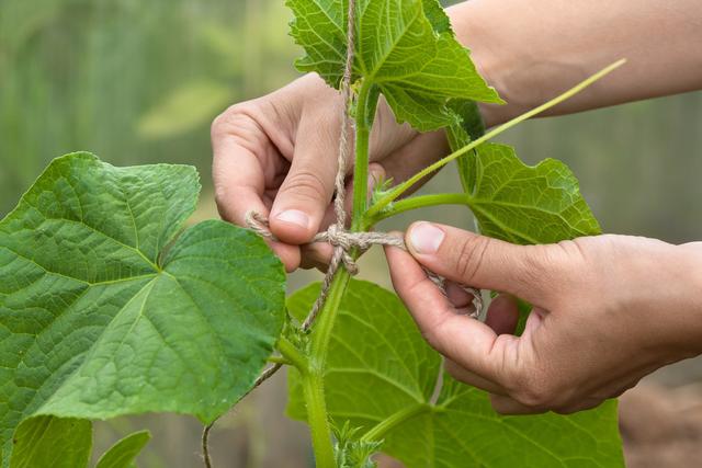 很全面的青瓜种植方案，建议收藏