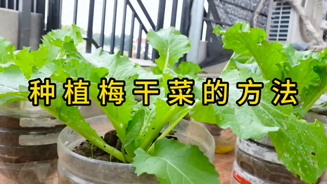 大家知道梅干菜的种植方法吗？#梅干菜