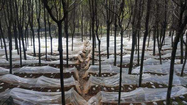 普定县后寨村：仿野生种植羊肚菌 撑起林下致富伞