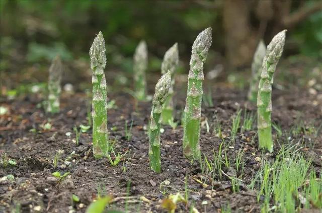 芦笋全套栽培技术来了，国宴佳肴，种植户该如何才能种植好呢？