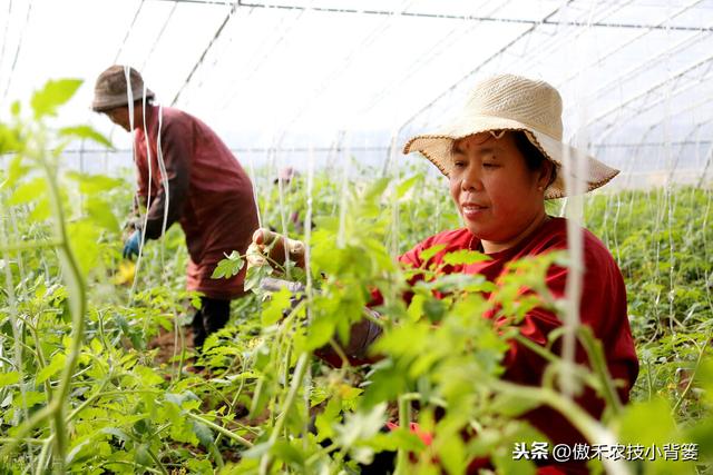 种植番茄这样整枝打杈去管理，长势壮、结果多、个头大、产量高