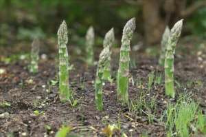 芦笋种植(芦笋全套栽培技术来了，国宴佳肴，种植户该如何才能种植好呢？)