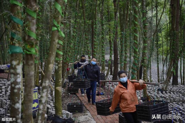 黑木耳的栽培技术，种植时学会这几点，即可开始培植