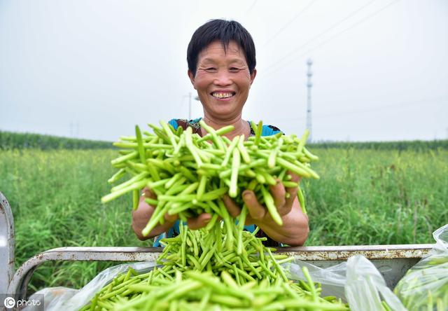 黄花菜田间管理和病虫害防治技术，详细分享种植技术