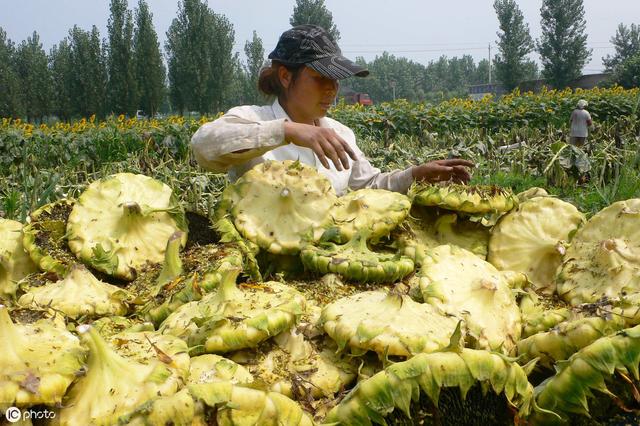 油葵怎样种植才能高产，记住这几点