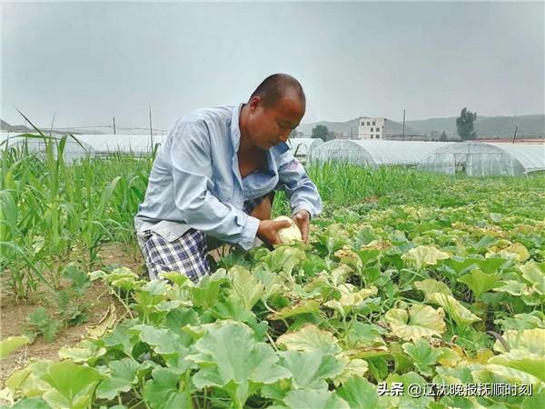 抚顺“老张头”香瓜种起来，好日子过起来