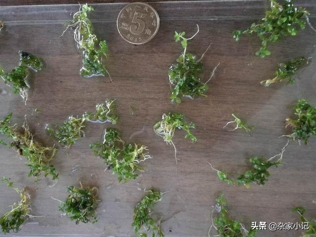 草缸种植爬地矮珍珠