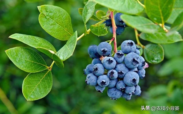 蓝莓怎样种植才能长势更健壮和产量品质高？记住这些种植管理技巧