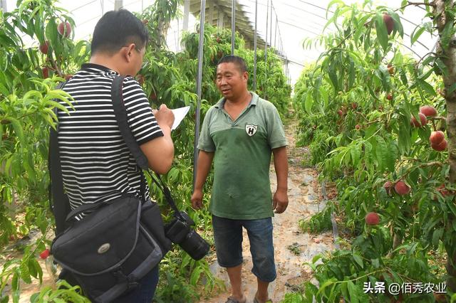 大棚里种植桃子，亩收益高达20000元，安徽农民不走寻常路巧赚钱