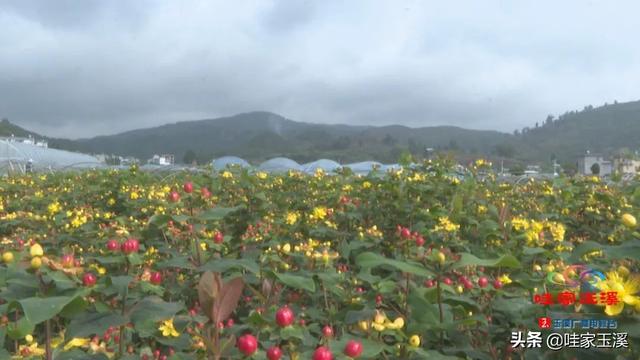 小小火龙珠 铺出火红致富路