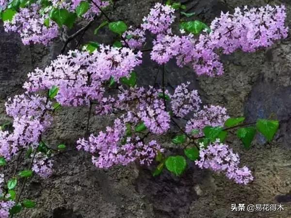 丁香花的鉴赏与栽培