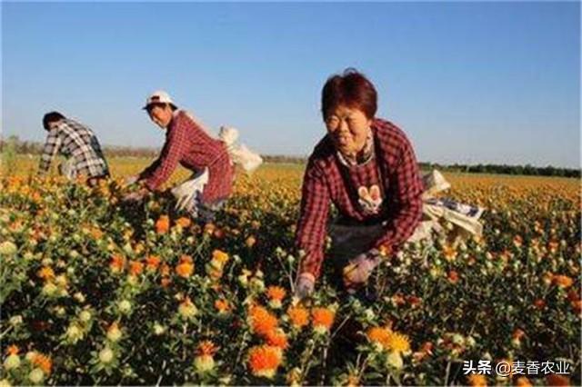 红花的种植技术，红花”种植注意事项，怎么才能种好它呢