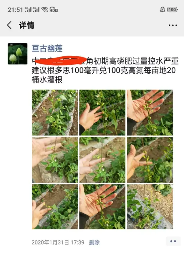 精心整理！！芸豆冬春茬栽培看这篇就够了