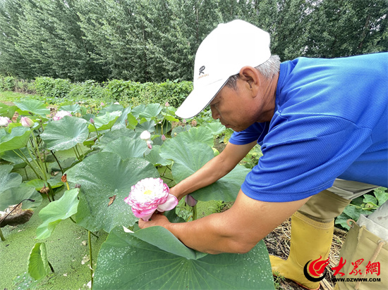 “蓝采和”让中国荷韵走向世界——记潍城区荷花种植培育技术领域深耕者宋立东