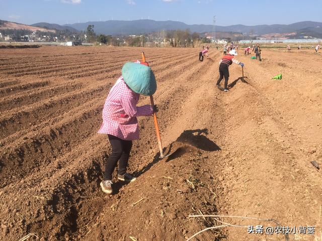 如何种出高产优质的大蒜？从播种到越冬前重点注意这几点