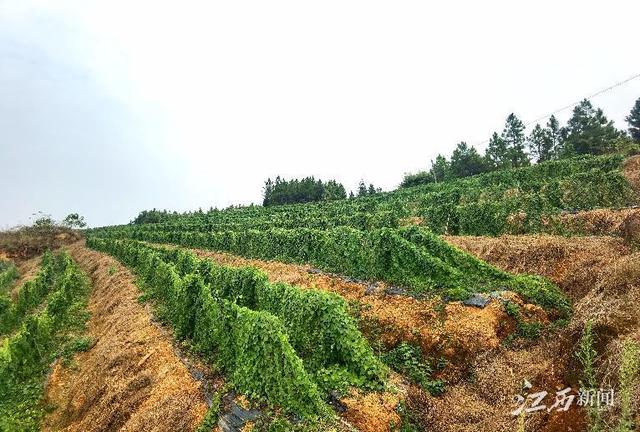 江西万年：种植药材治“穷根”拓富路