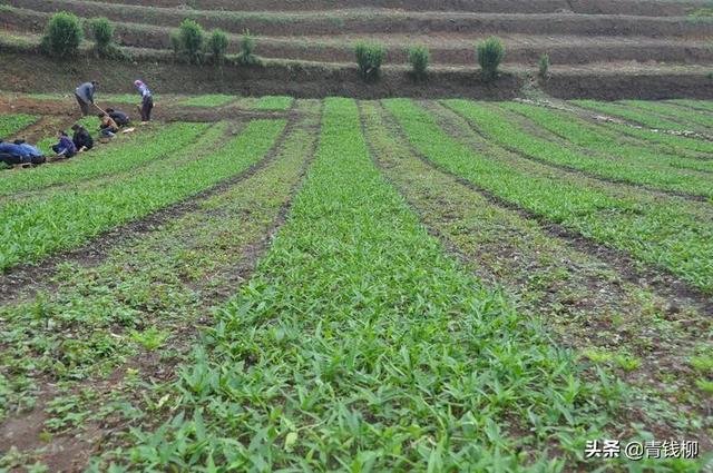 贵州铜仁半夏的生长特点及块茎繁殖技术