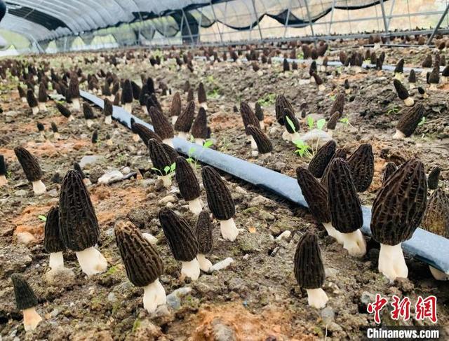 甘肃高原羊肚菌“全季”出菇 最高种植海拔达4000米