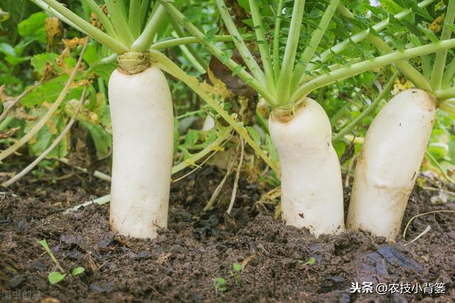 夏季种植瓜果蔬菜要做好遮阳降温防护，避免因高温生理障碍而减产