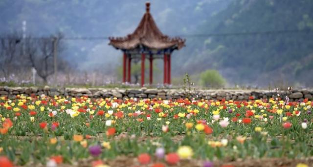 “桃园＋花卉＋食用菌”打出林下经济组合拳