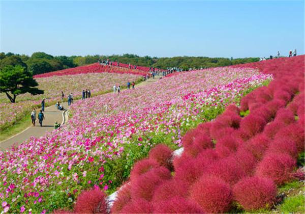 地肤的栽培技术，种植方法教给大家，想要学习的别错过哟