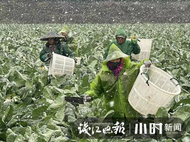 雪下得凌厉，杭州萧山一蔬菜基地，三位大姐雪中抢菜一分钟也不敢停