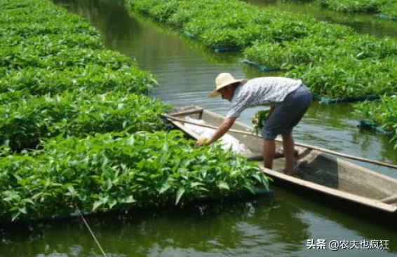 亩产3万斤，水陆均能种植，每10天能割1次，采收期长达半年